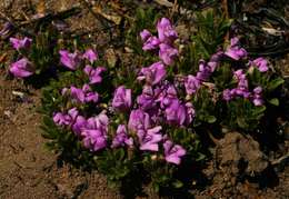 Image of Spring posy