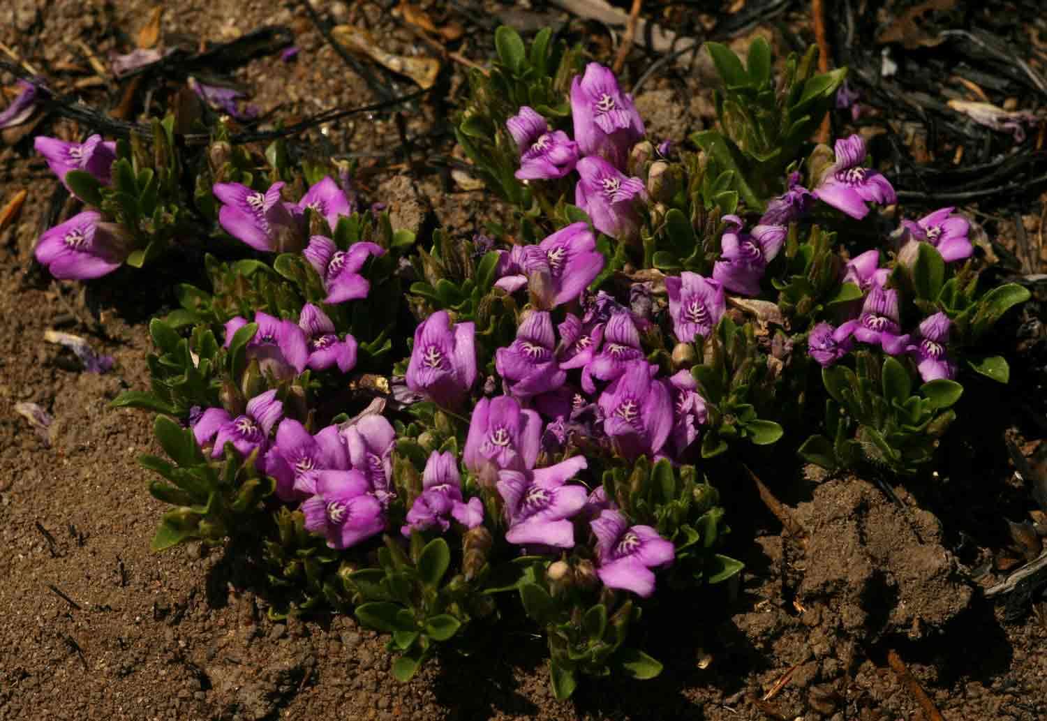 Image of Spring posy