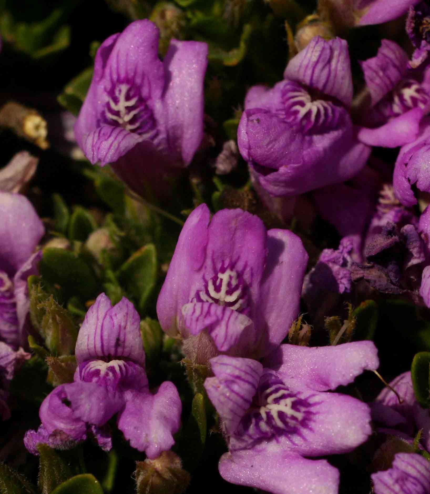 Image of Spring posy