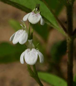 Image of Justicia exigua S. Moore