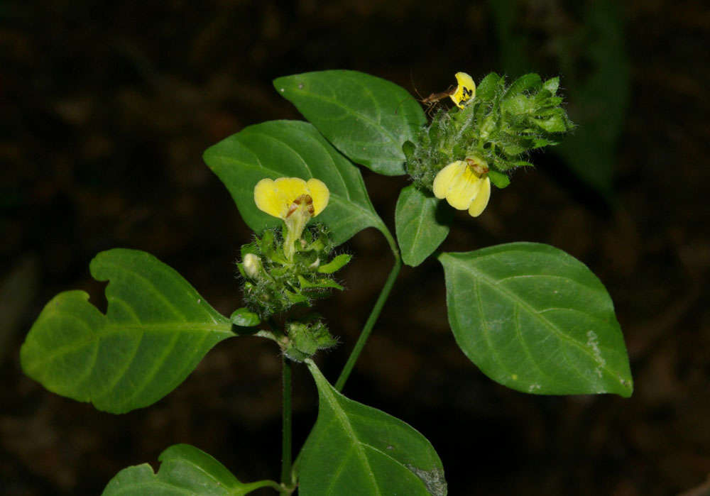 Image of Yellow justicia