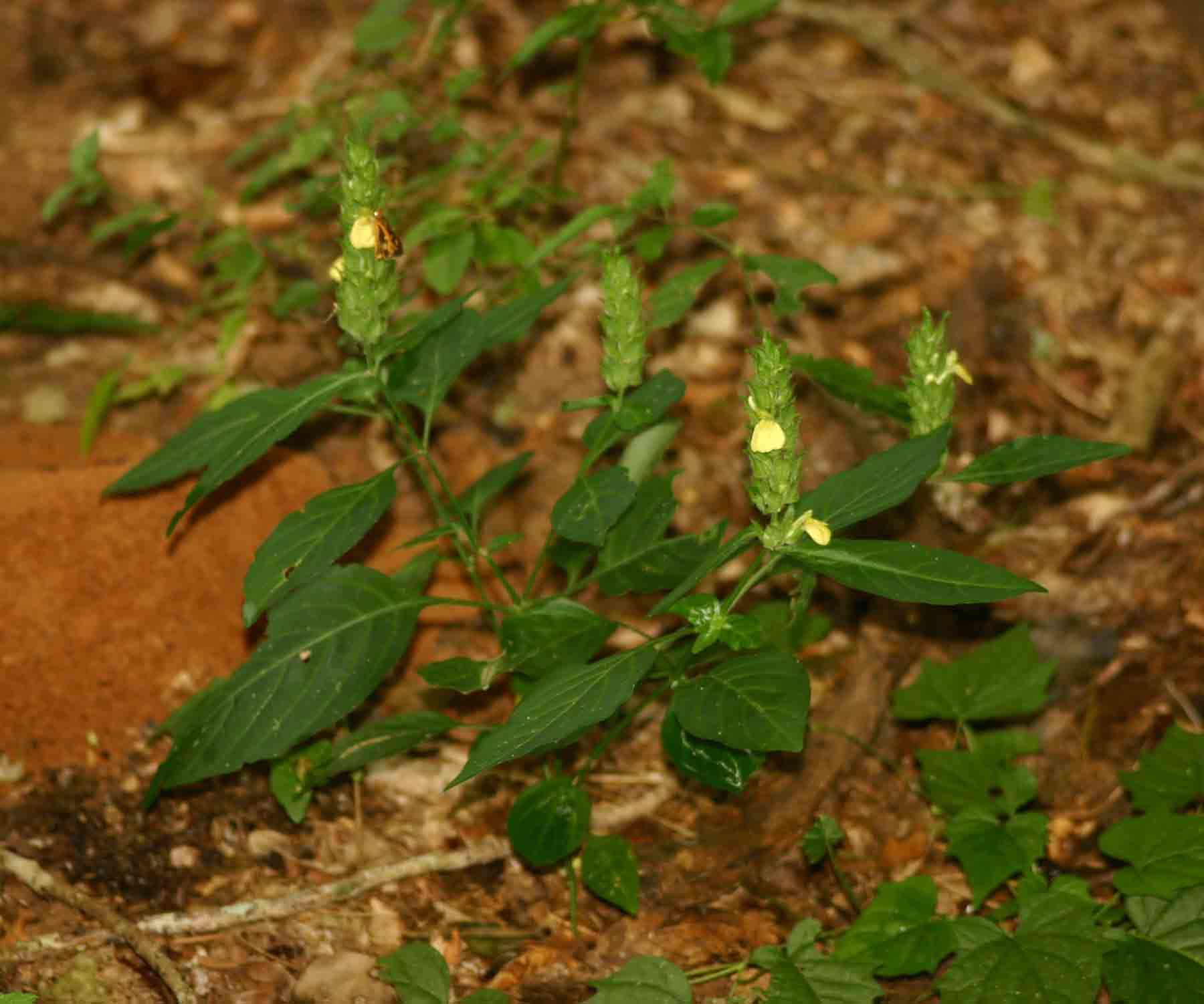 Image of Yellow justicia