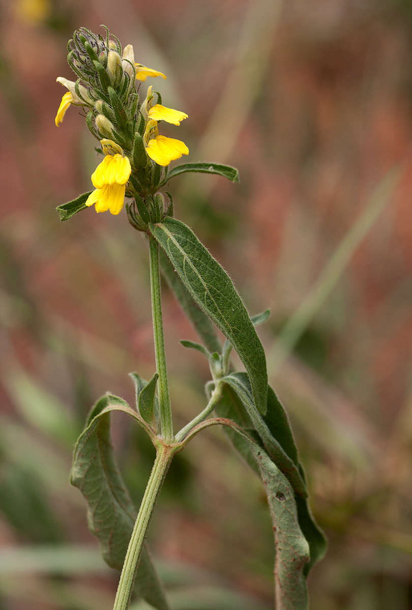 Image of Yellow justicia