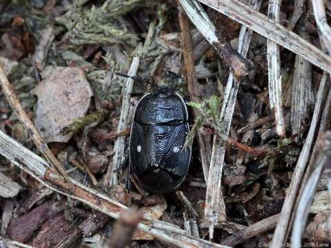 Image of <i>Adomerus biguttatus</i>