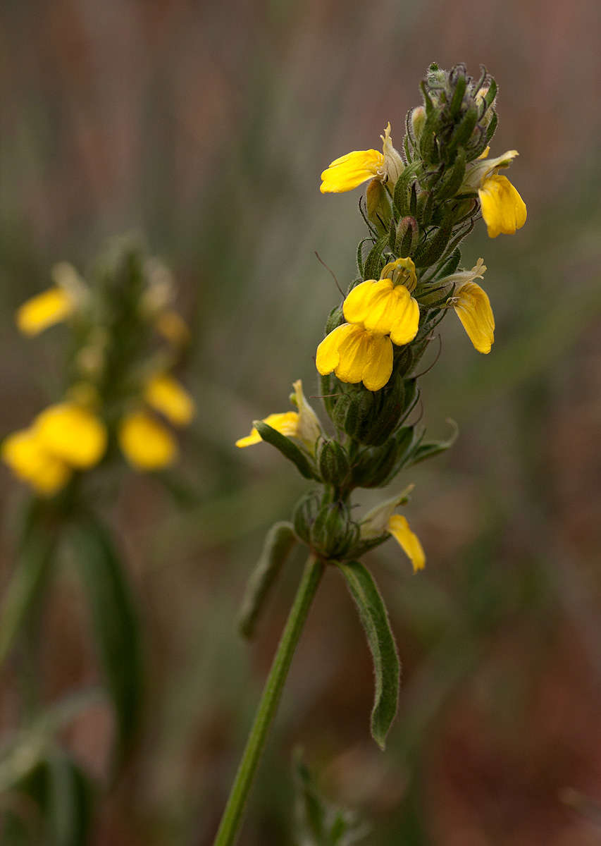 Image of Yellow justicia