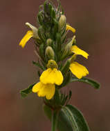 Image of Yellow justicia