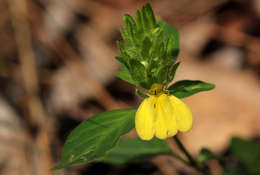 Image of Yellow justicia