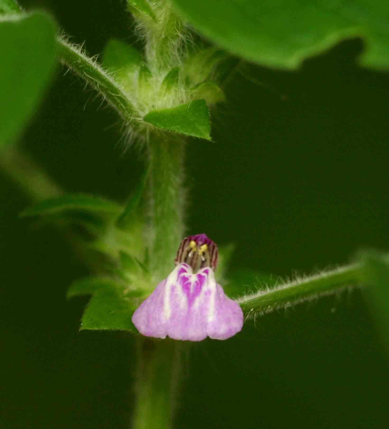 Image of Justicia heterocarpa T. Anders.