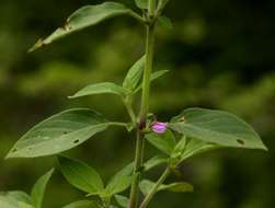 Image of Justicia heterocarpa T. Anders.