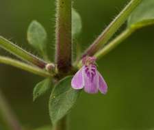 Image of Justicia heterocarpa T. Anders.