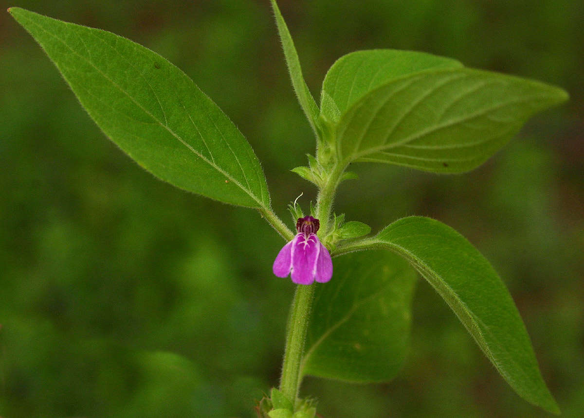 Image of Justicia heterocarpa T. Anders.