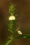 Image of <i>Justicia kirkiana</i> T. Anderson