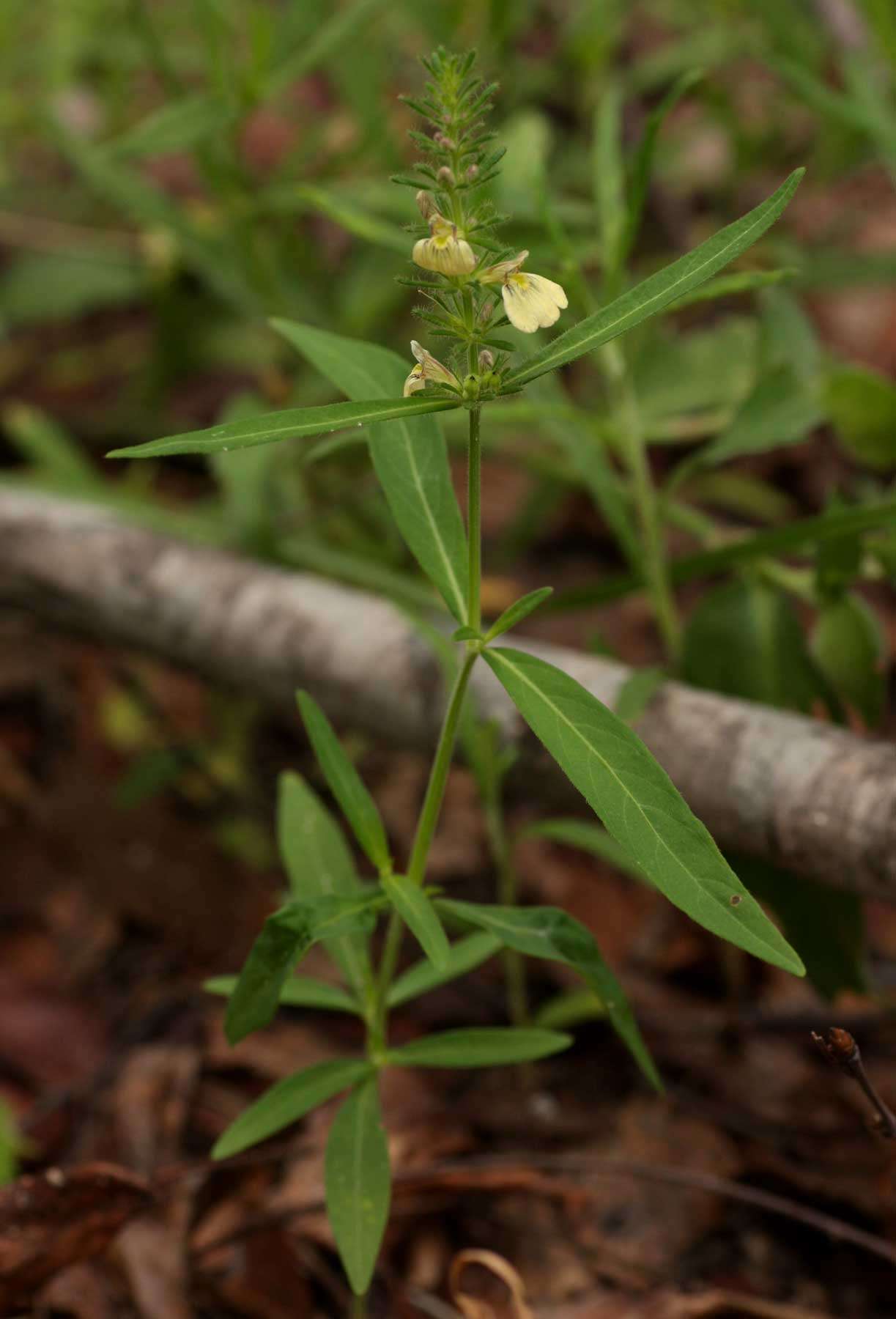 Image of <i>Justicia kirkiana</i> T. Anderson