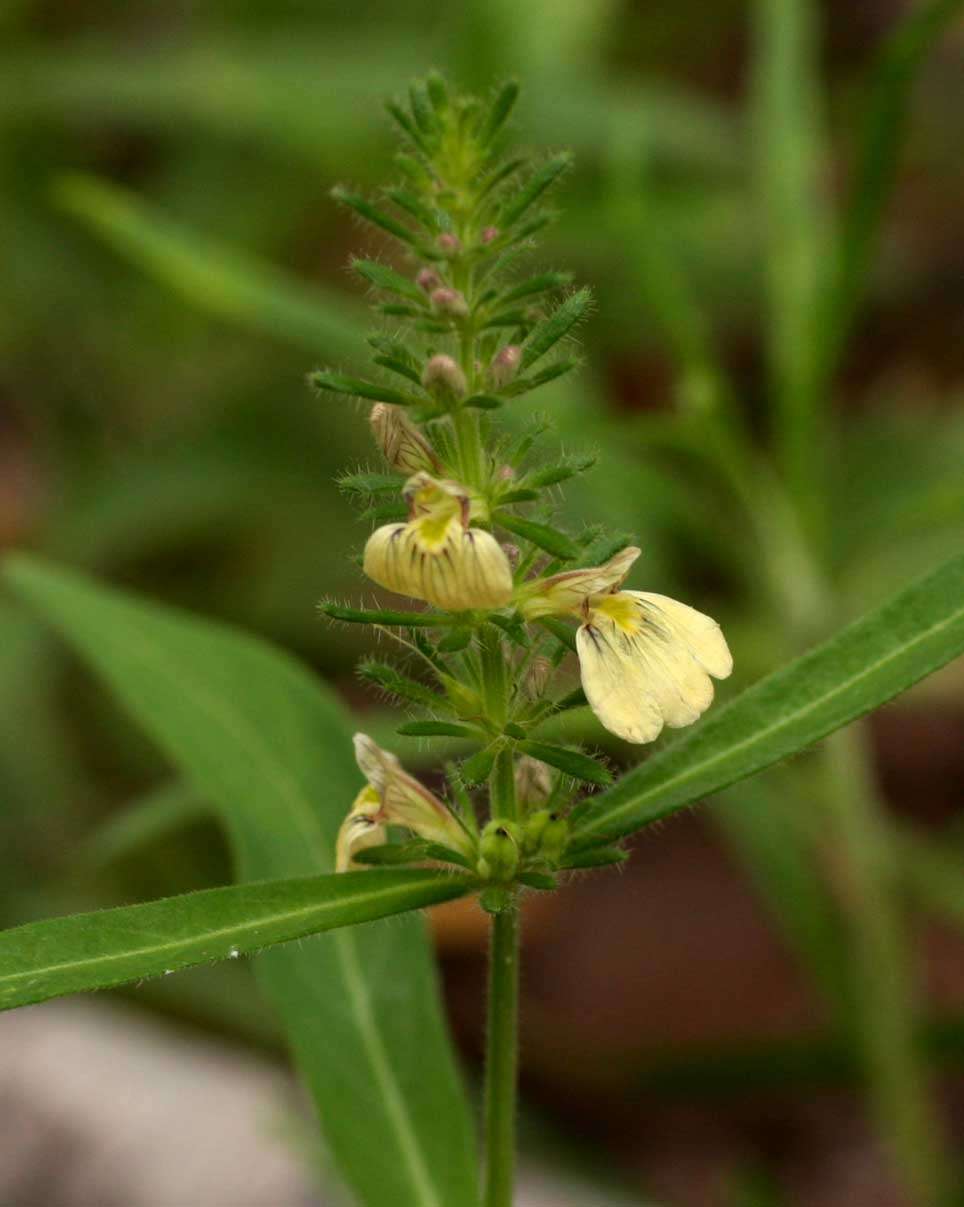 Image of <i>Justicia kirkiana</i> T. Anderson