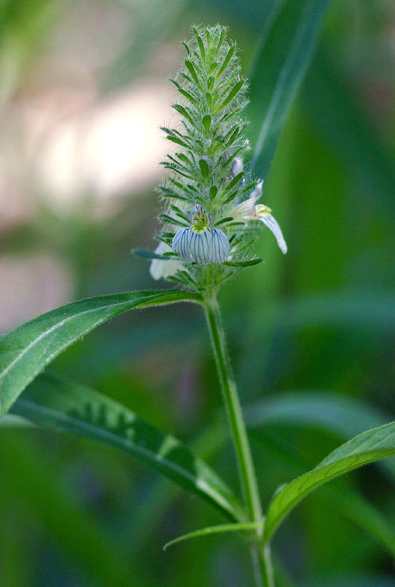Image of <i>Justicia kirkiana</i> T. Anderson