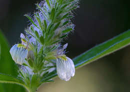 Image of <i>Justicia kirkiana</i> T. Anderson