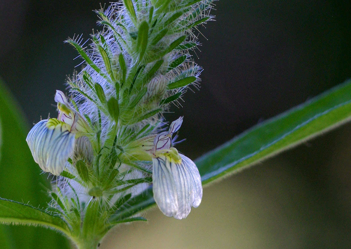 Image of <i>Justicia kirkiana</i> T. Anderson