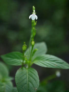 Image of Justicia anselliana (Nees) T. Anders.