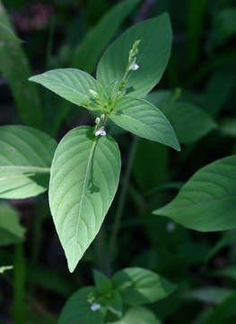 Image of Justicia anselliana (Nees) T. Anders.