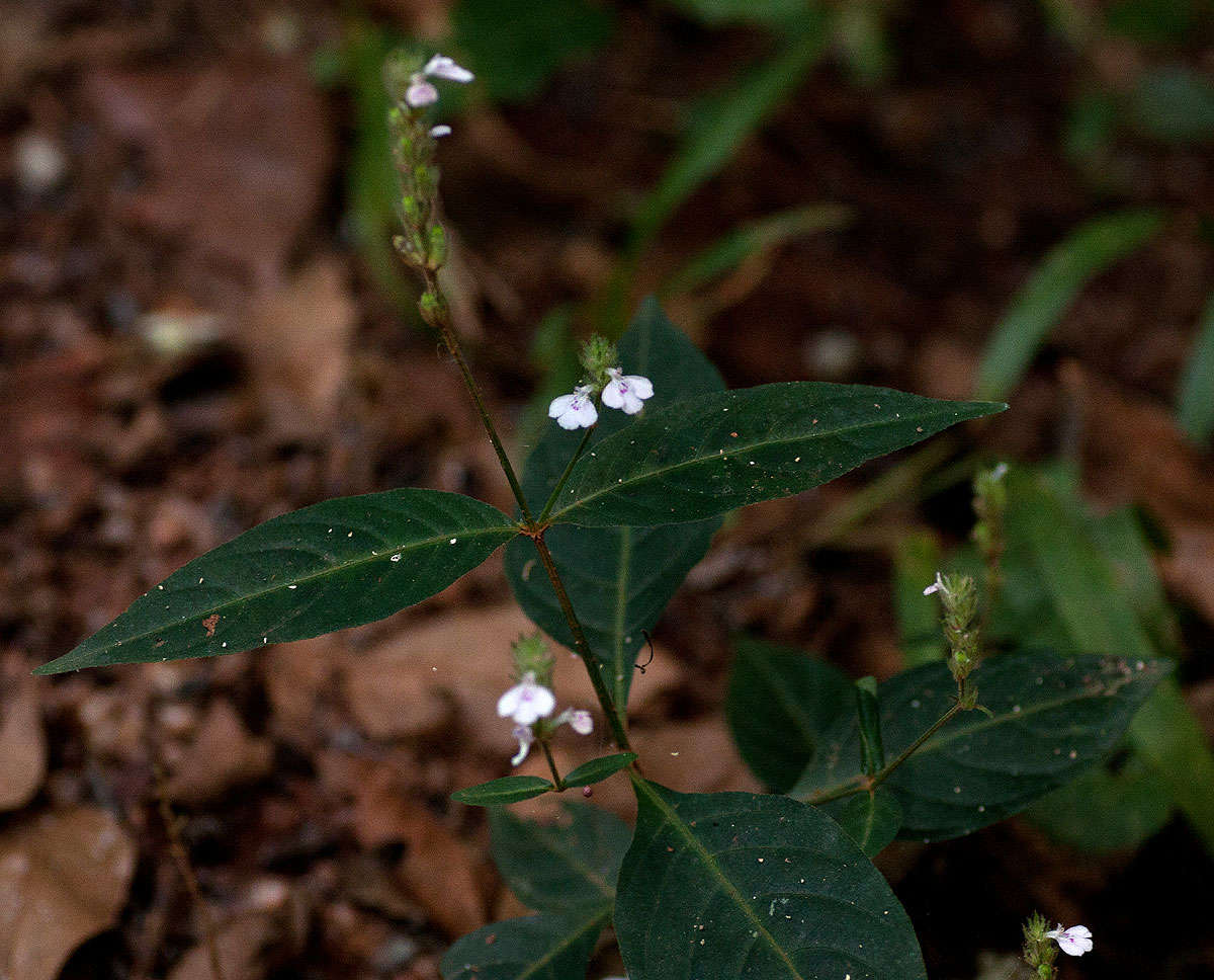 Image of Justicia nyassana Lindau