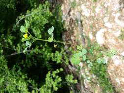 Слика од Medicago truncatula Gaertn.