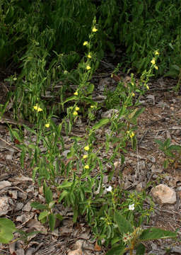 Image of Justicia odora (Forssk.) Vahl