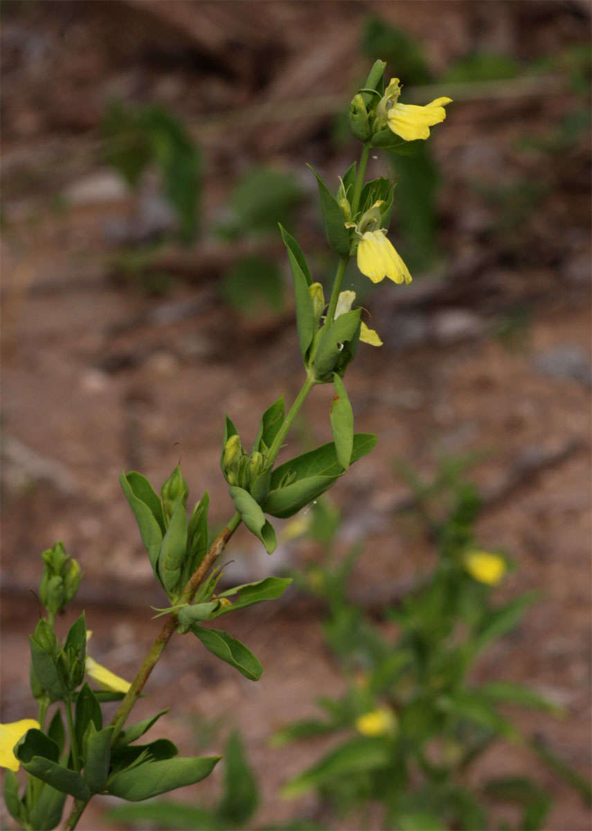 Image of Justicia odora (Forssk.) Vahl