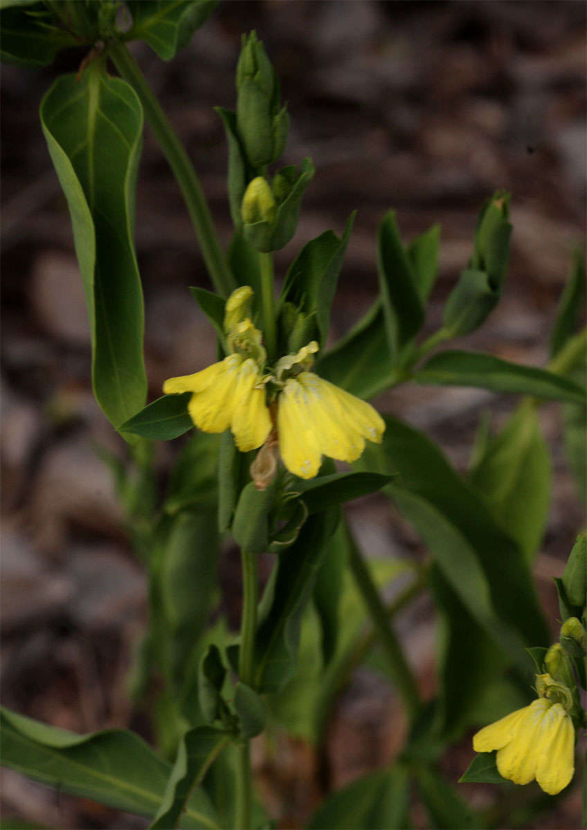 Image of Justicia odora (Forssk.) Vahl