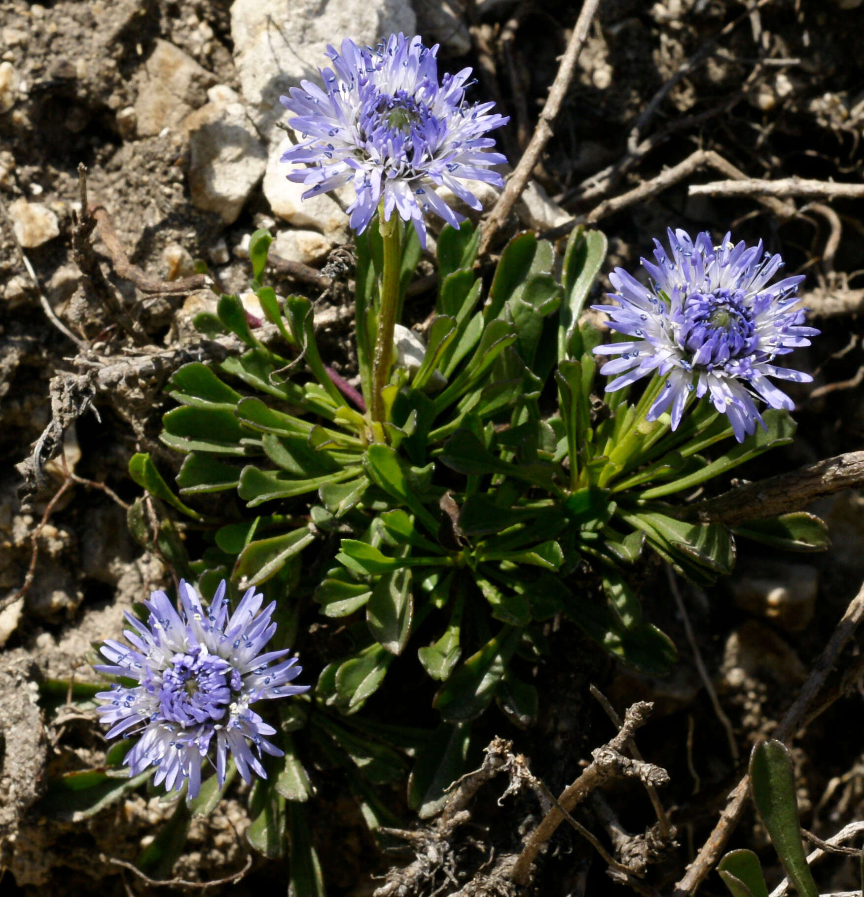 Image of Heart-leaf Globe Daisy