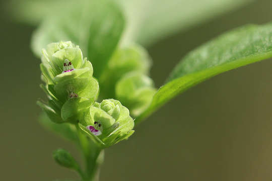 Image of Justicia tenella (Nees) T. Anders.