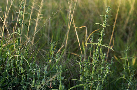 Image of Justicia bracteata (Hochst.) Zarb