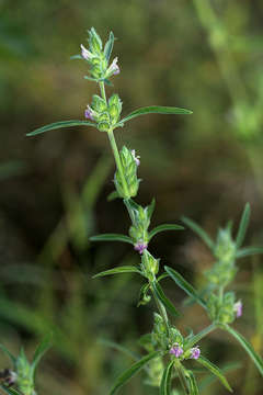 Justicia bracteata (Hochst.) Zarb的圖片