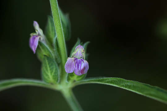 Image of Justicia bracteata (Hochst.) Zarb