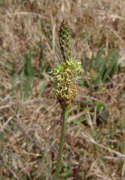 Image of plantain