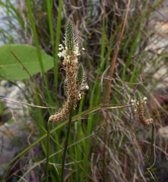 Image of plantain