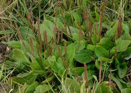 Image of plantain