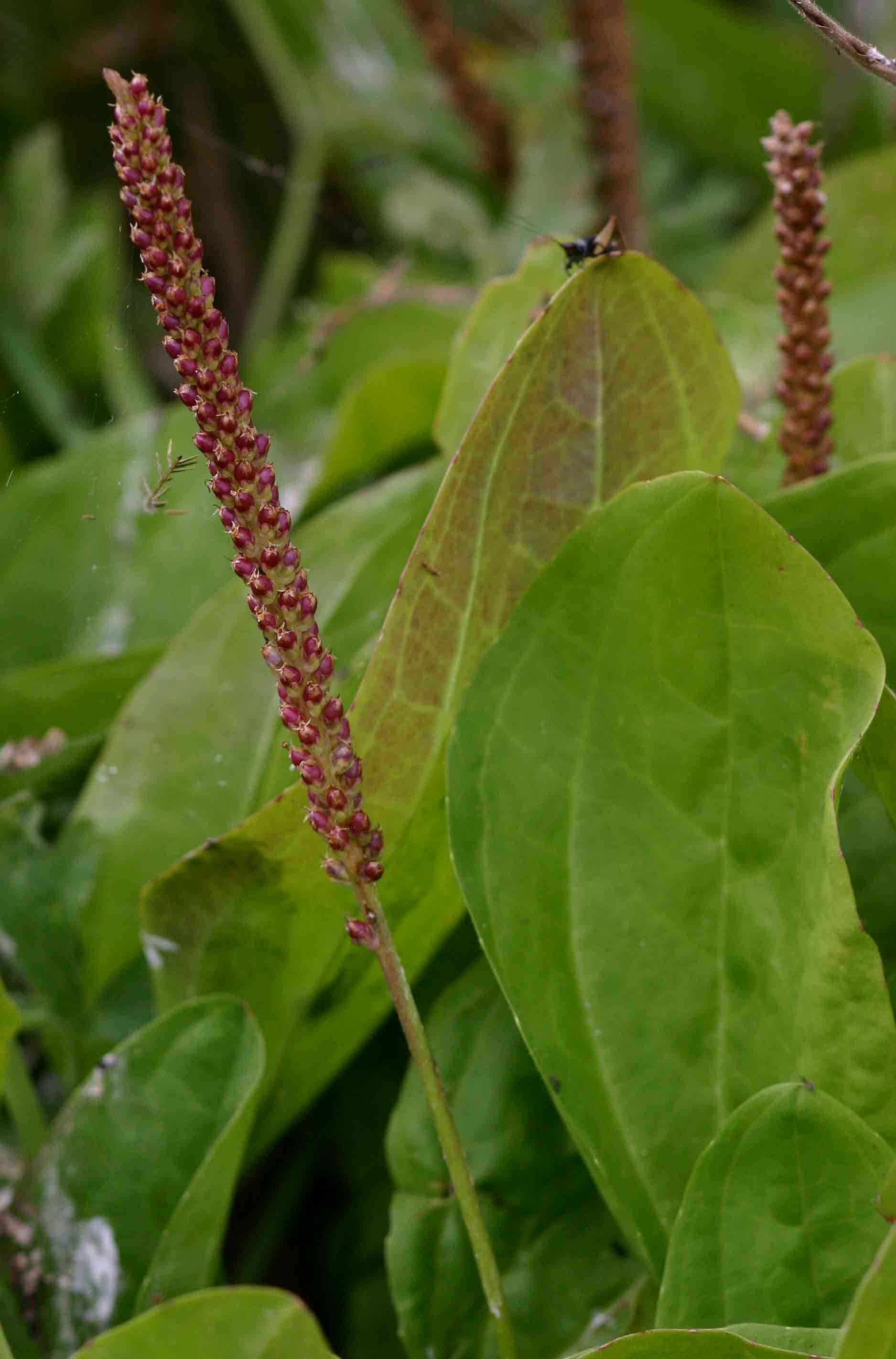 Image of plantain