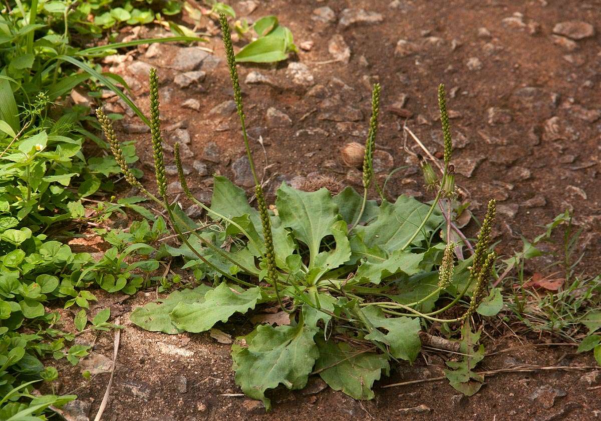 Image of plantain