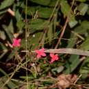 Image of Cordylostigma longifolium (Klotzsch) Groeninckx & Dessein