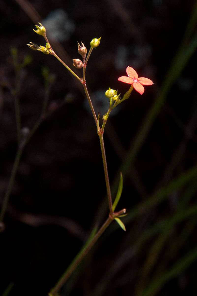 Image of Cordylostigma