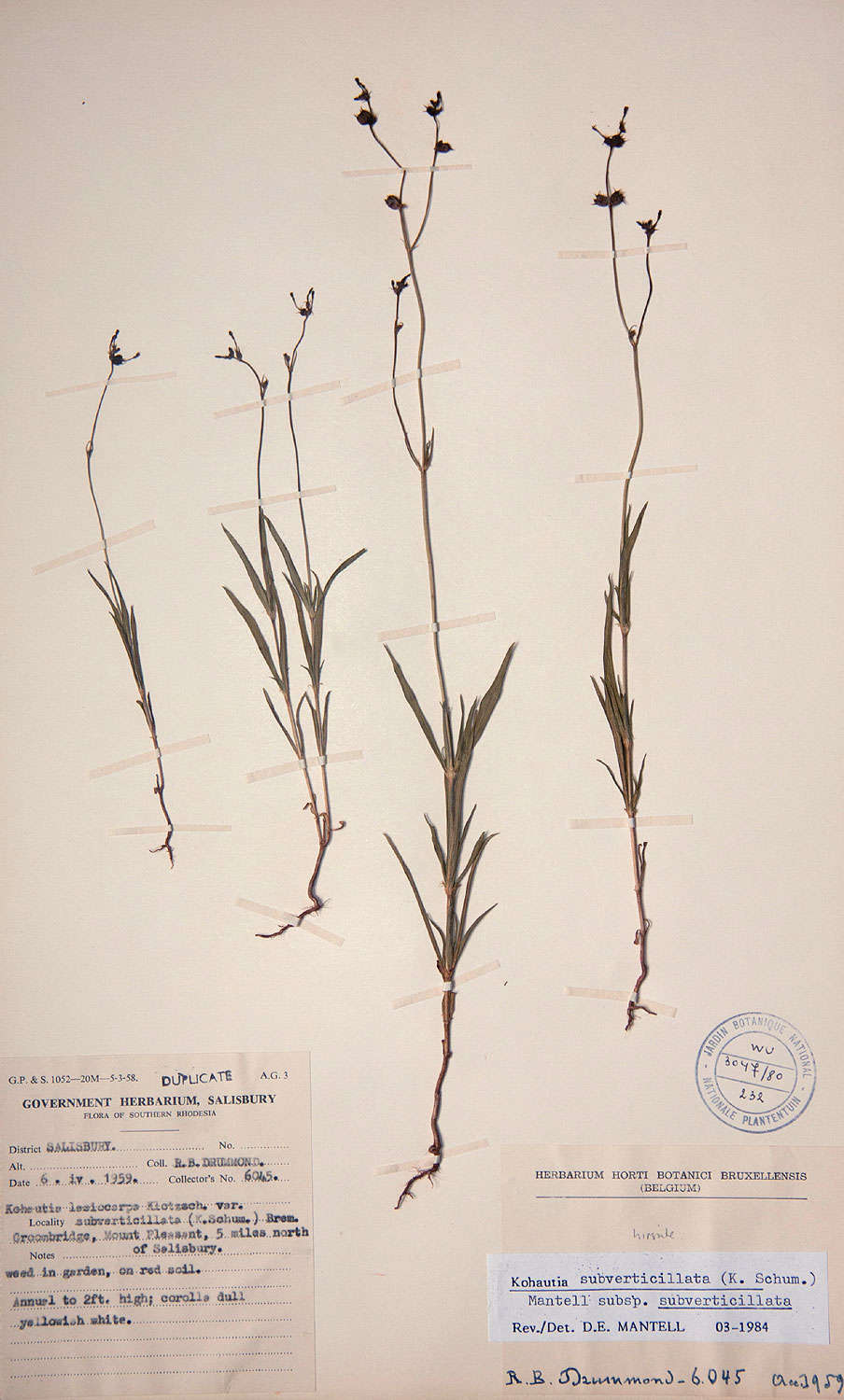 Image of Kohautia subverticillata (K. Schum.) Mantell