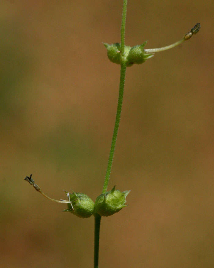 Image of Kohautia subverticillata (K. Schum.) Mantell