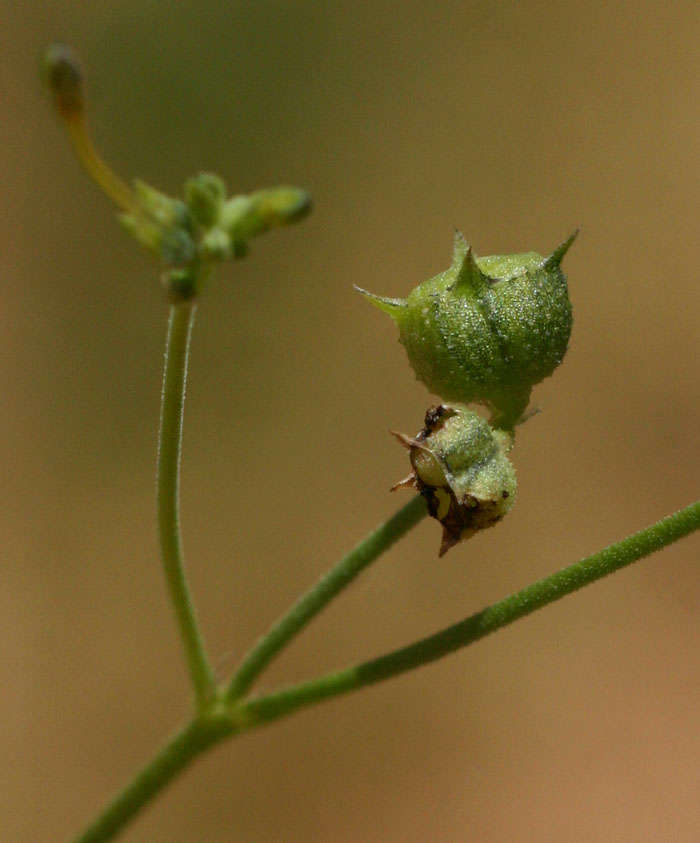 Image of Kohautia subverticillata (K. Schum.) Mantell