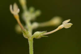 Image of Kohautia subverticillata (K. Schum.) Mantell