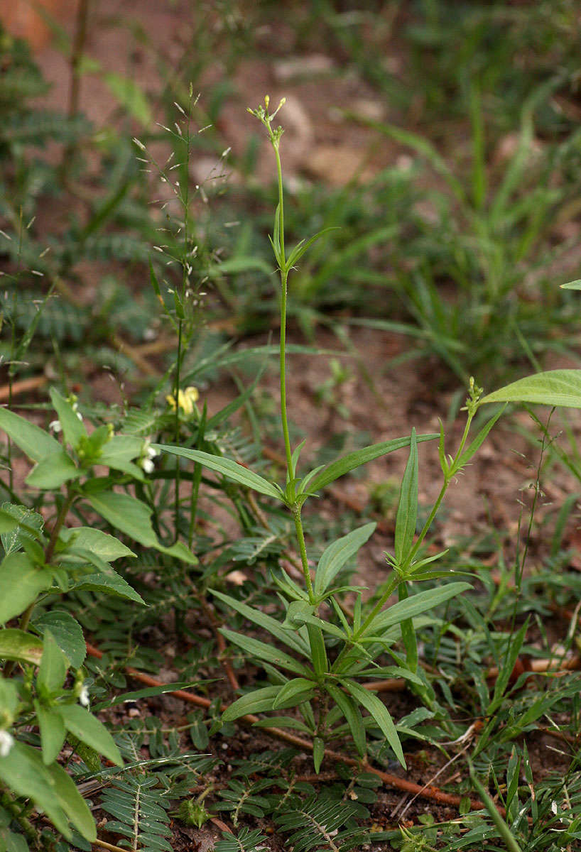 Image of Kohautia subverticillata (K. Schum.) Mantell