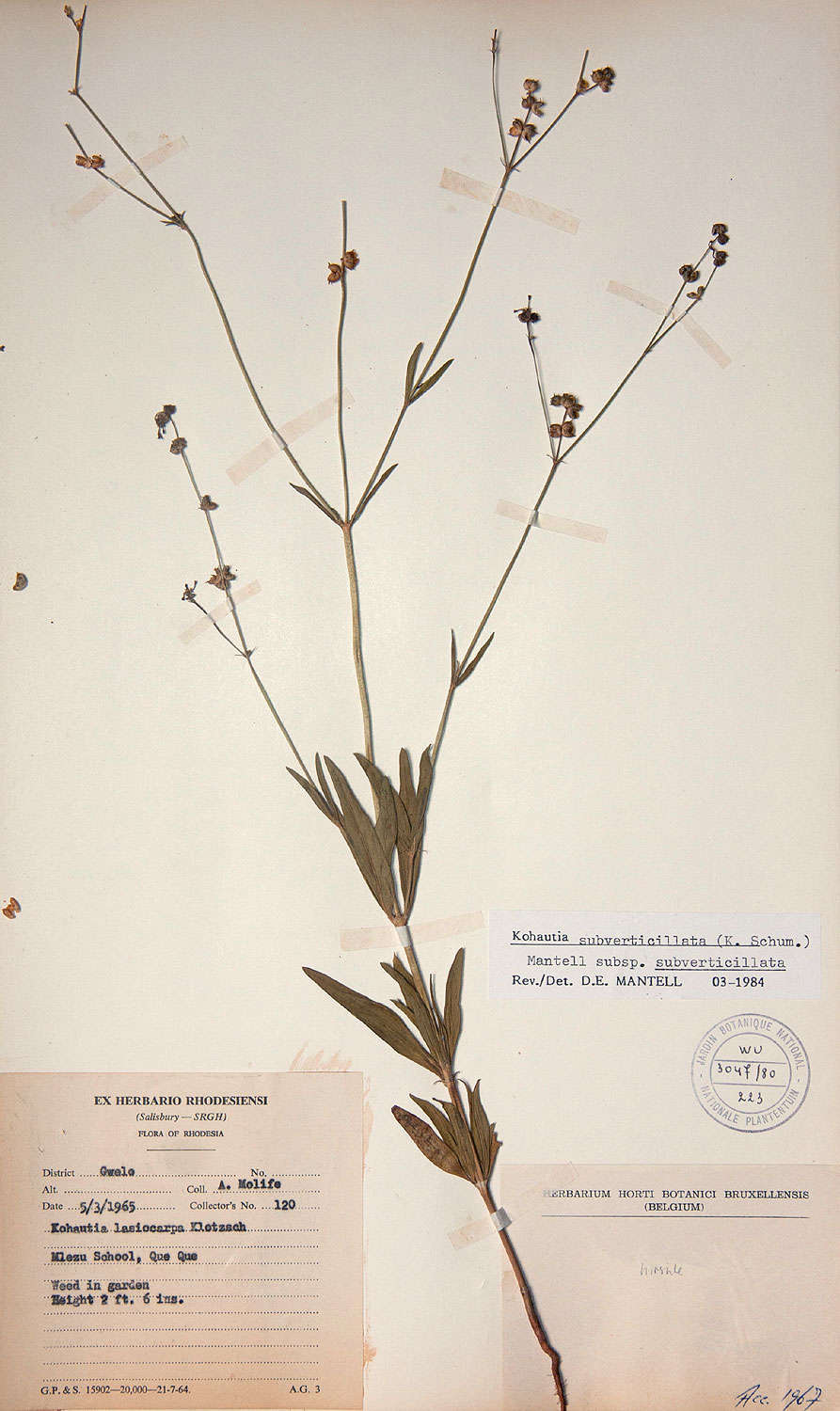 Image of Kohautia subverticillata (K. Schum.) Mantell