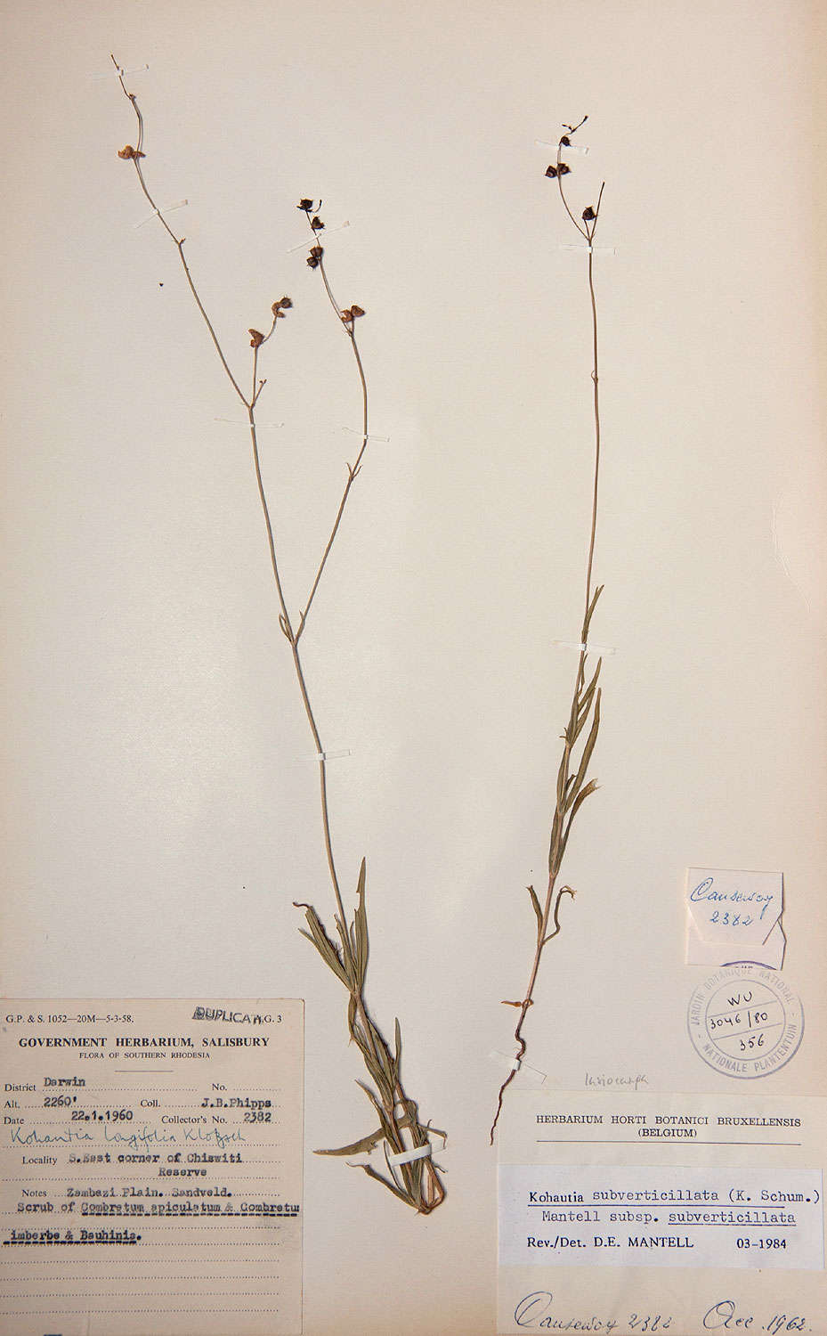 Image of Kohautia subverticillata (K. Schum.) Mantell