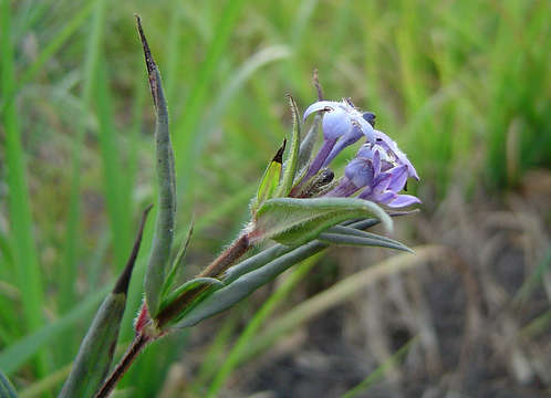 Plancia ëd Conostomium