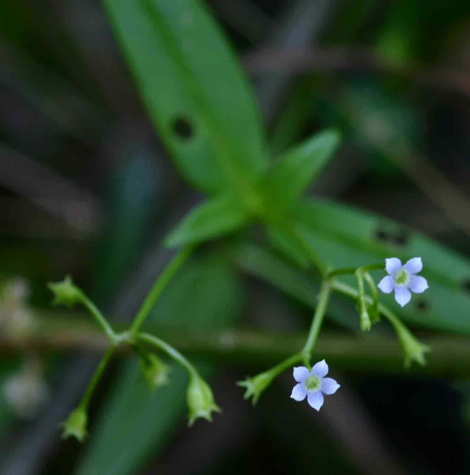 Image of Hale's Pentodon