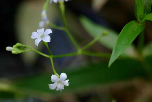 Plancia ëd Pentodon pentandrus var. minor Bremek.